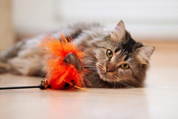 Cómo jugar con un gato: ¡juegos divertidos para crear vínculos con tu gato! - ¿Cuánto tiempo tienes para jugar con un gato?