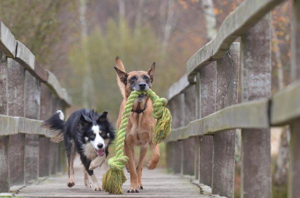 ¿Son los Border Collies buenos perros de familia? - ¿Los Border Collies son buenos con los niños?