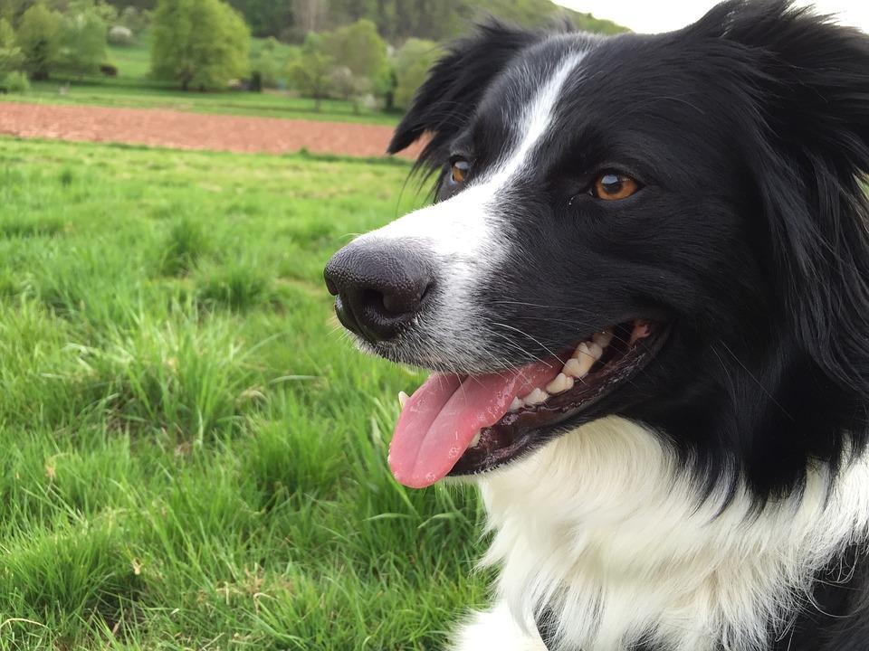 ¿Son Los Border Collies Buenos Perros De Familia? ¿son Los Border Collies Buenos Perros De Familia?