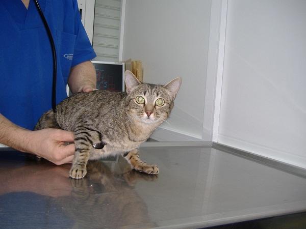 ¿Mi gato es anoréxico? - Anorexia en gatos - Diagnóstico de anorexia en gatos
