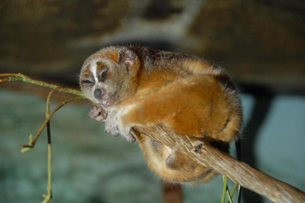 Lista de los mamíferos más venenosos del mundo - 3. Loris perezoso pigmeo (Nycticebus pygmaeus)