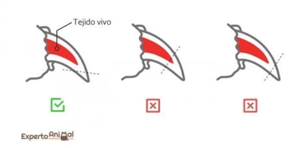 ¿Con qué frecuencia debo cortarle las uñas a mi gato? - Consejos para cortar las uñas a un gato