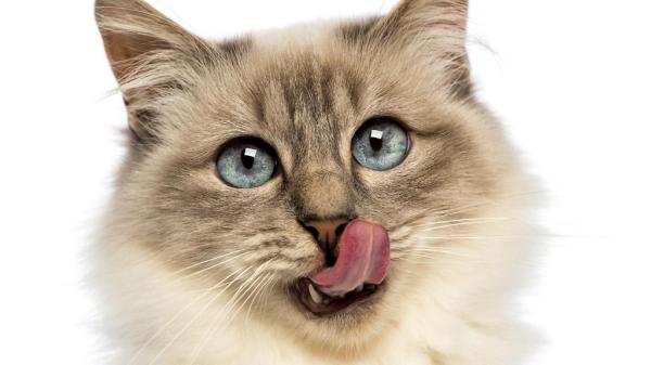Recetas de comida casera para gatos con enfermedad renal: ¿Se debe alimentar a los gatos con enfermedad renal con comida casera?