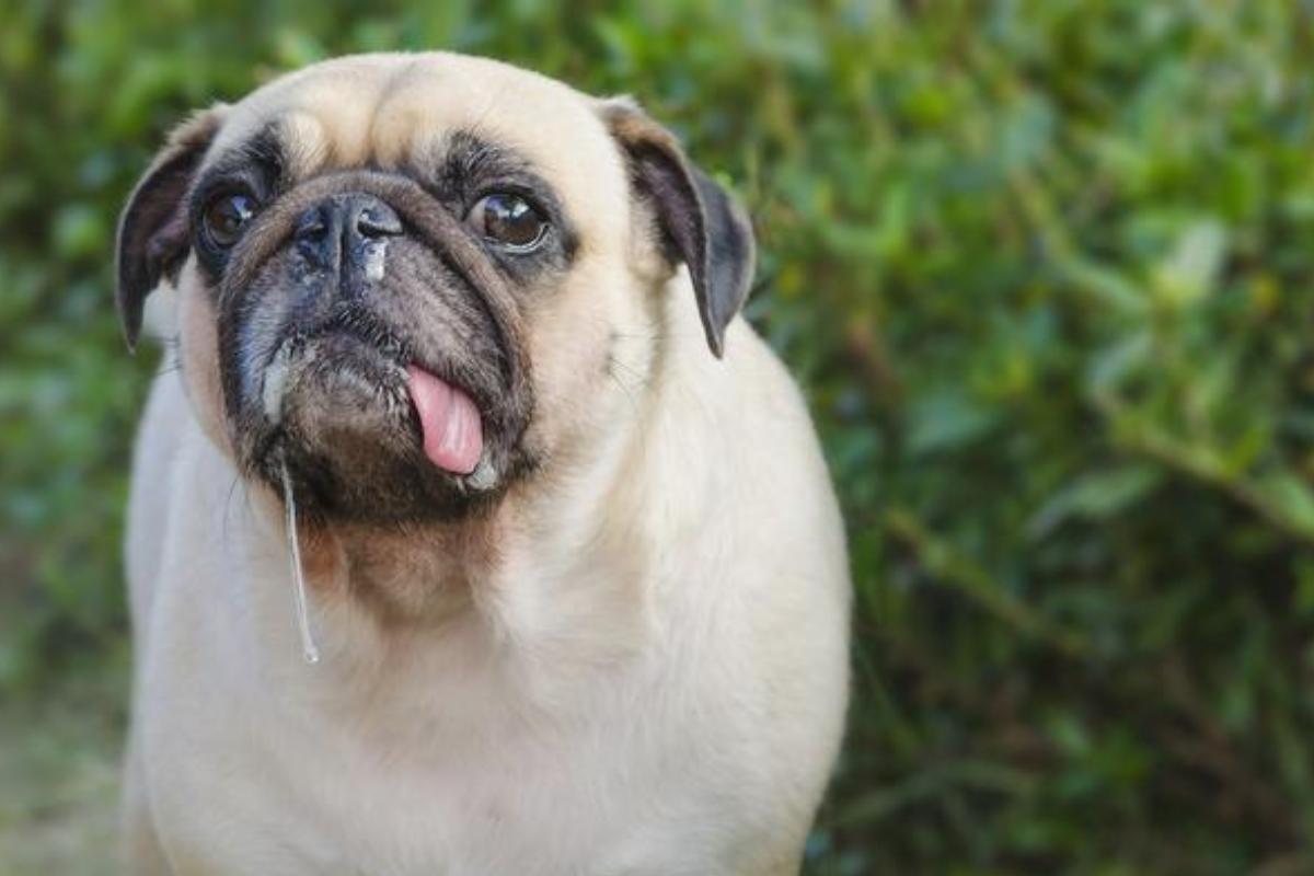 Mi Perro Tiene La Nariz Tapada Y Le Cuesta Respirar | 2023