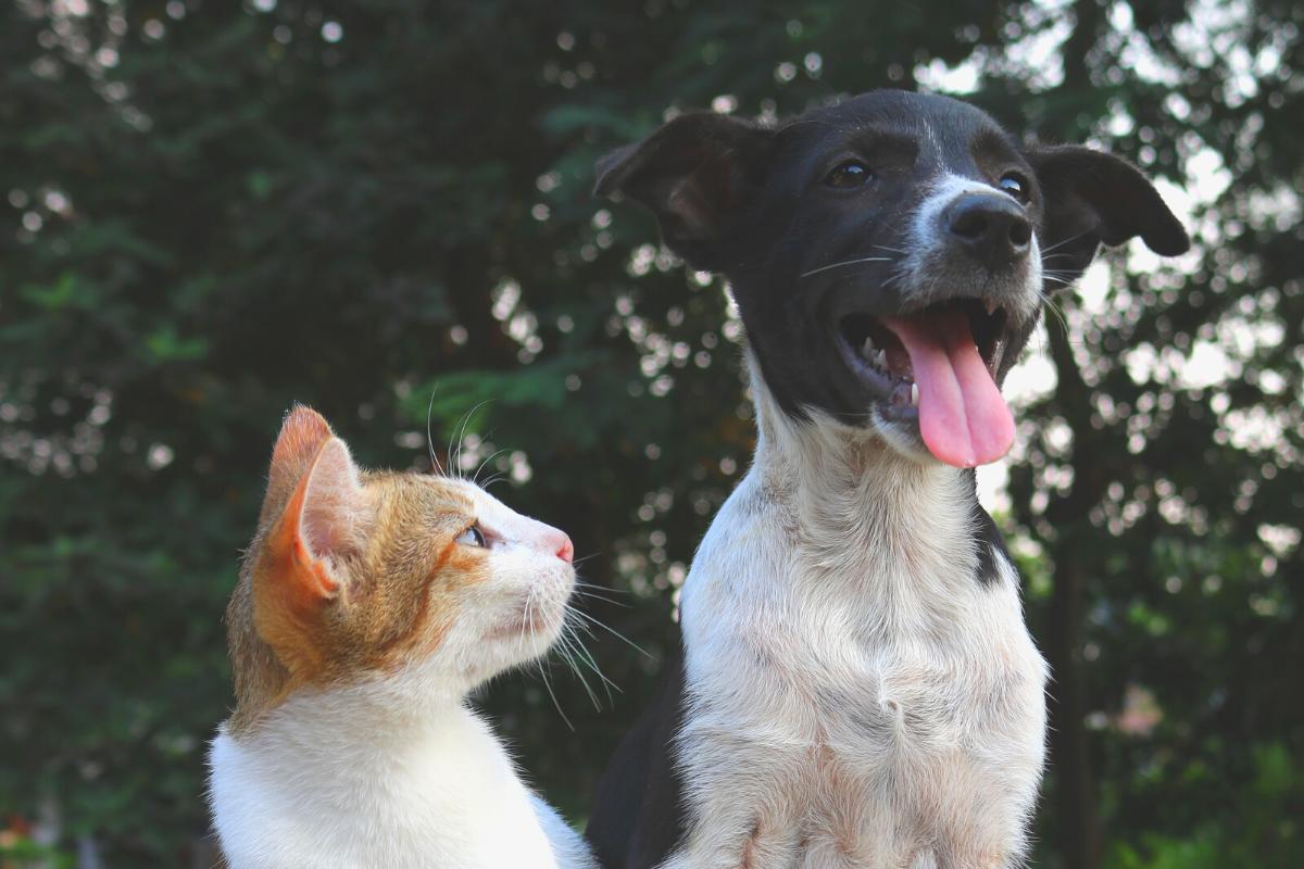 Mi Gato Odia a Mi Perro, ¿qué Puedo Hacer?