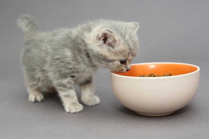 ¿pueden Los Gatitos Comer Comida Para Gatos Adultos?