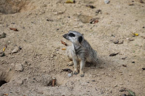 ¿Puedo tener una suricata como mascota? - Interacción con humanos
