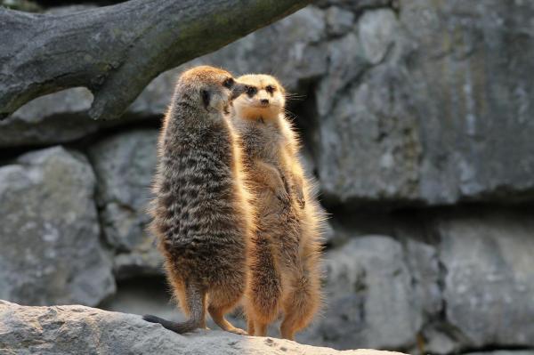 ¿Puedo tener una suricata como mascota? - Dieta y cuidados de la suricata.