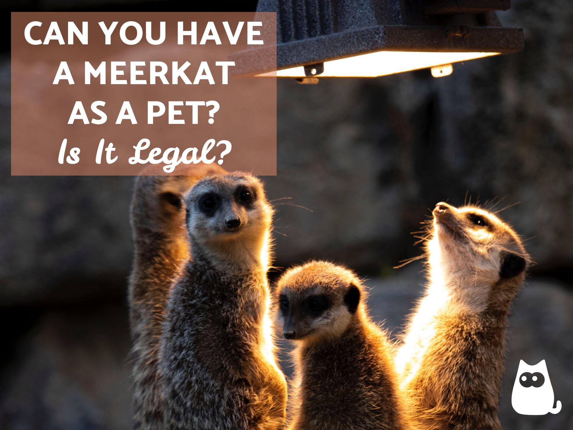 ¿puedo Tener Una Suricata Como Mascota?