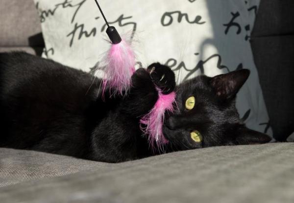 Mi gato no duerme por la noche: ¿hay algún problema? - El gato no duerme por la noche por falta de actividad.