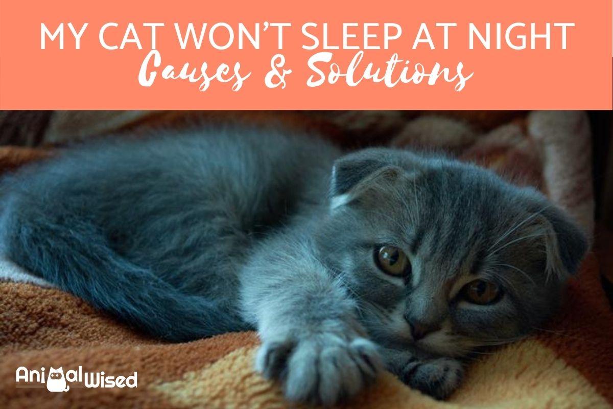 Mi Gato No Duerme Por La Noche: ¿hay Algún Problema? Mi Gato No Duerme Por La Noche: ¿hay Algún Problema?