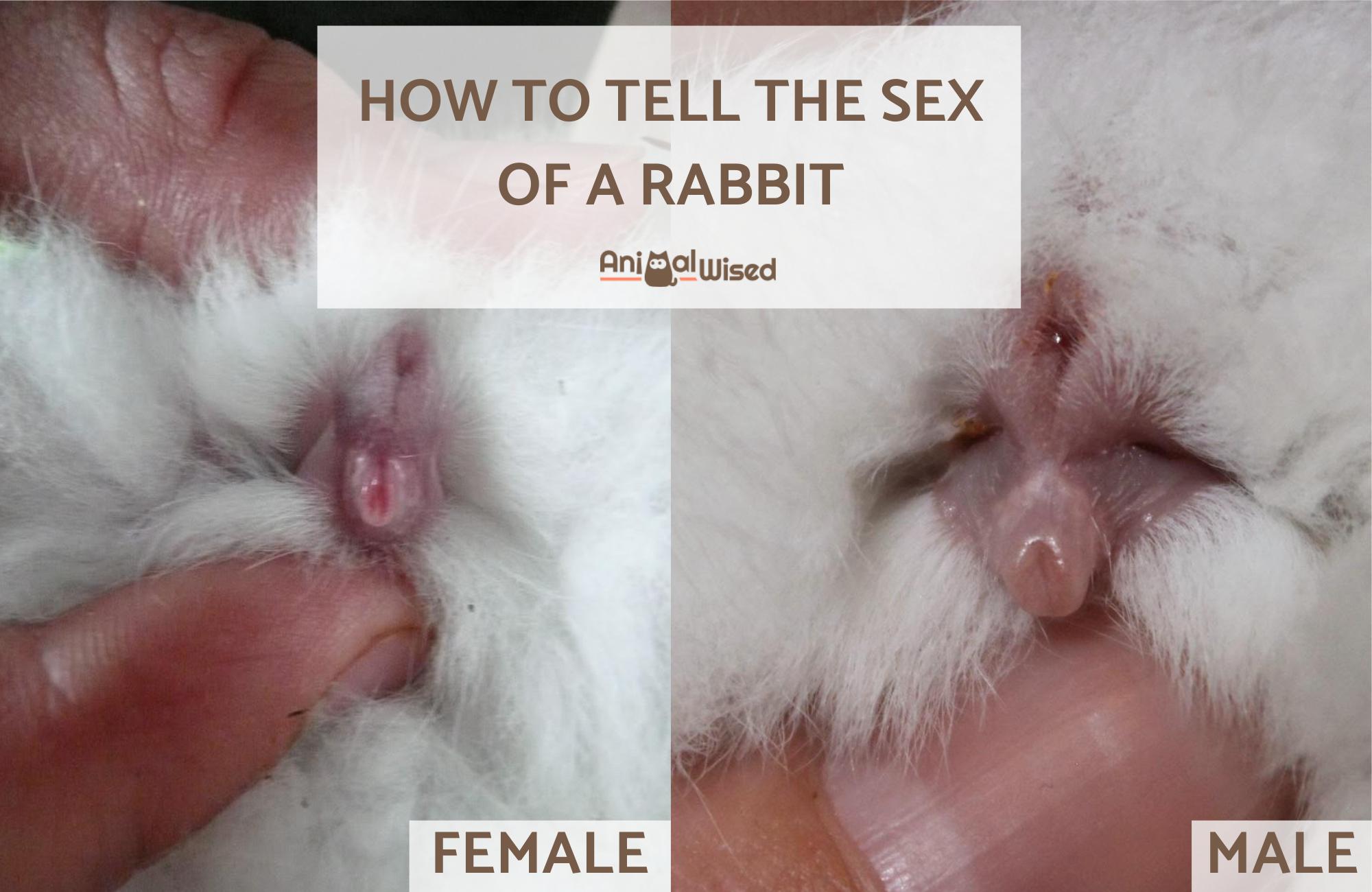 Cómo Saber El Sexo De Un Conejo