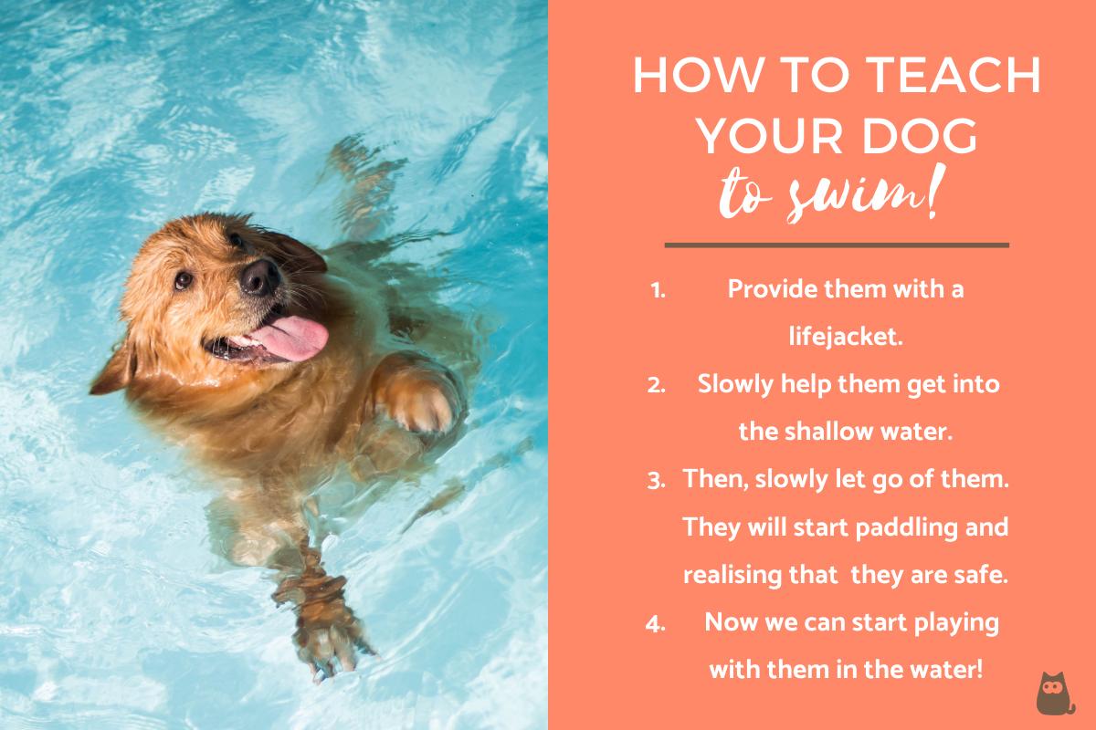 Cómo Enseñar a Un Perro a Nadar Mediante Refuerzo Positivo