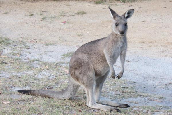 ¿Cuántos tipos de canguros existen? - Canguro gris oriental (Macropus giganteus)