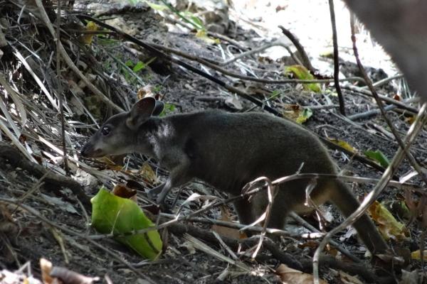 ¿Cuántos tipos de canguros existen? - Ualabí gris del bosque (Dorcopsis luctuosa)