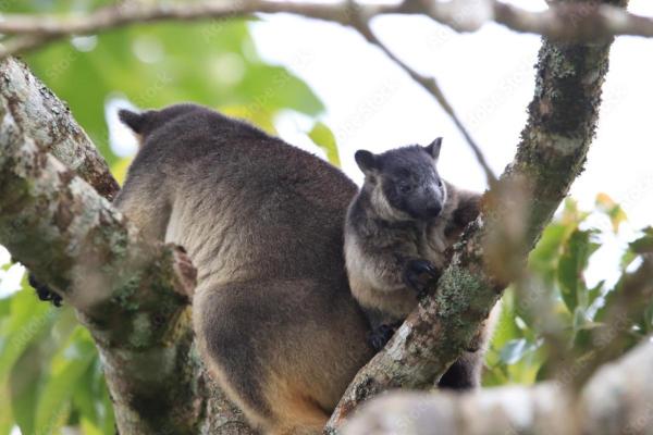 ¿Cuántos tipos de canguros existen? - Canguro arborícola de Bennett (Dendrolagus bennettianus)