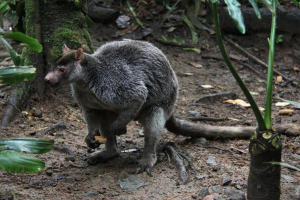 ¿Cuántos tipos de canguros existen? - Canguro de árbol canoso (Dendrolagus inustus)
