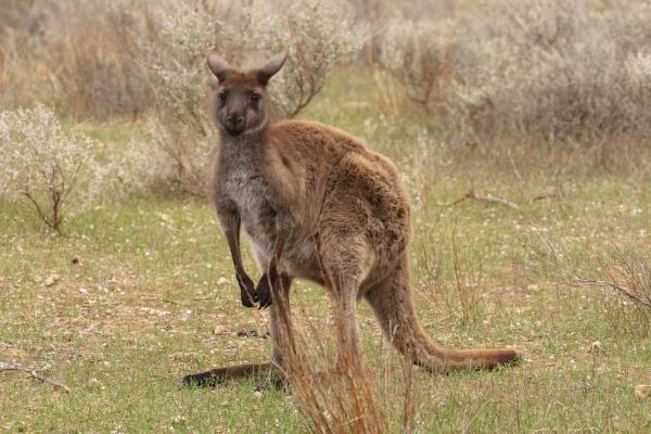 ¿Cuántos tipos de canguros existen? - Canguro gris occidental (Macropus fuliginosus)