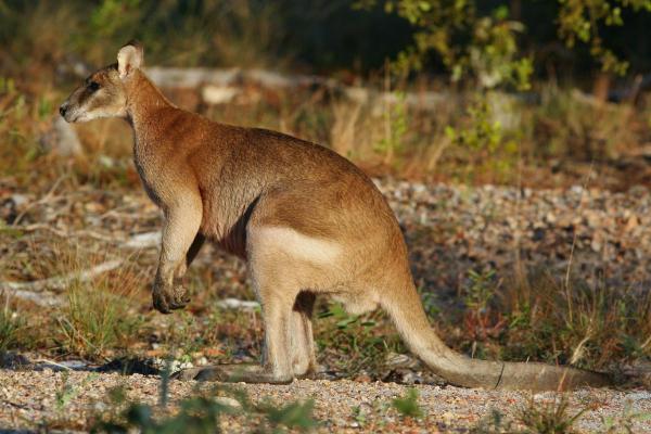 ¿Cuántos tipos de canguros existen? - Ualabí ágil (Macropus Agilis)
