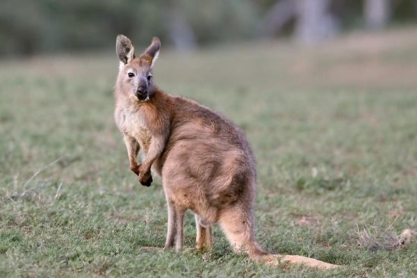 ¿Cuántos tipos de canguros existen? - Wallaroo común (Macropus robustus)