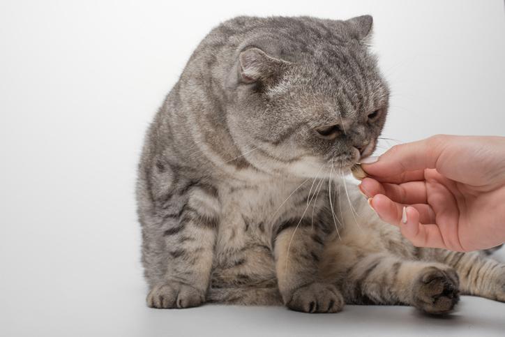 Milbemax Para Gatos: Usos, Dosis Y Efectos Secundarios