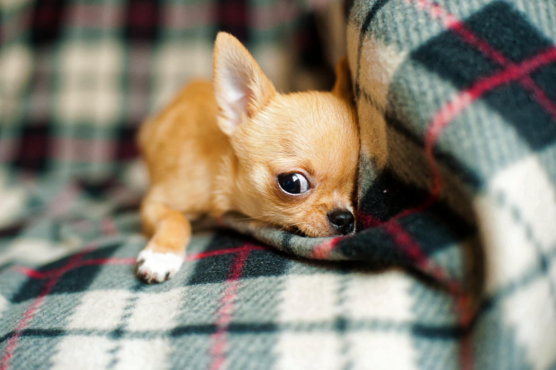 ¿cuándo Dejan De Crecer Los Chihuahuas?