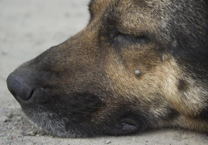 Anaplasmosis en Perros: Causas, Síntomas Y Tratamiento