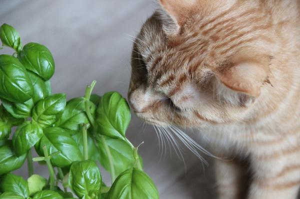 Más de 10 plantas seguras para gatos: romero, tomillo, perejil y menta - hierbas para gatos