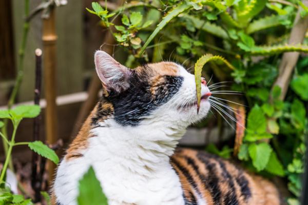 Más de 10 plantas seguras para gatos - Aloe vera - una buena planta para gatos