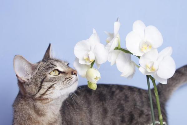 Más de 10 plantas seguras para gatos - Orquídeas: una popular planta de interior segura para gatos