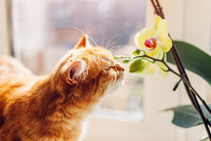 Más De 10 Plantas Seguras Para Los Gatos