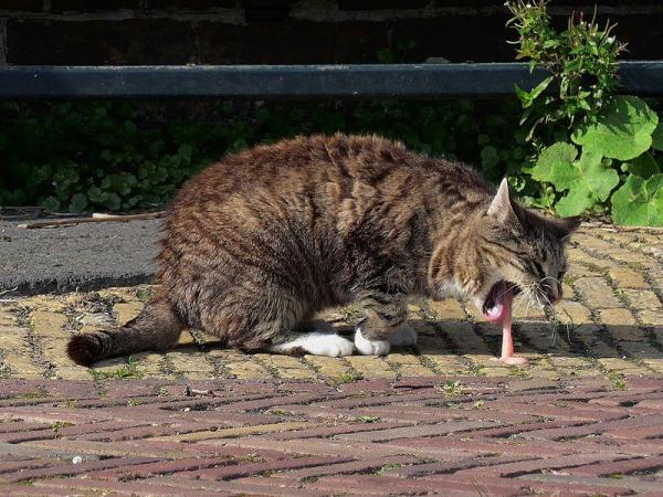 ¿Por qué apesta tanto el aliento de mi gato? - Halitosis felina por vómitos