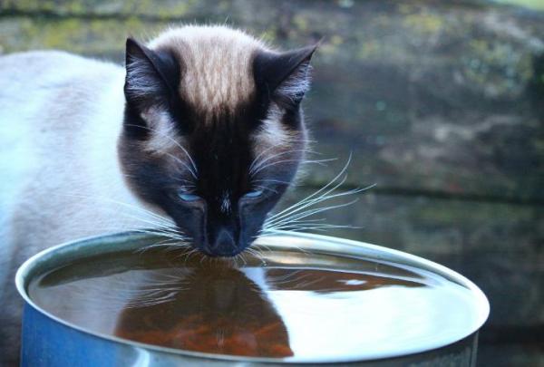 ¿Por qué apesta tanto el aliento de mi gato? - Halitosis en gatos causada por problemas internos
