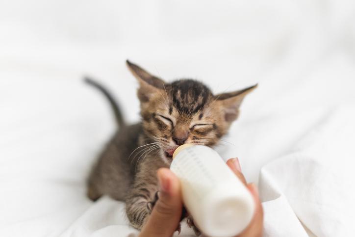 Qué Alimentar a Un Gatito De 1 Mes: Alimentación Con