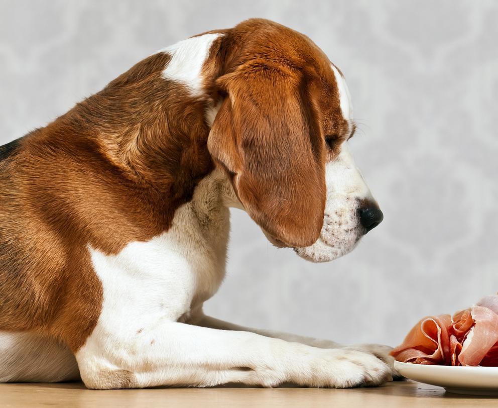 ¿pueden Los Perros Comer Jamón? Lo Que No Puedes