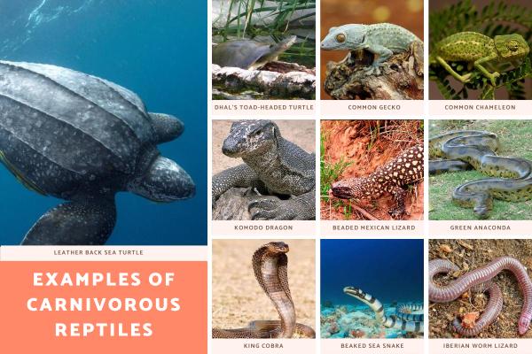 Reptiles carnívoros - Serpientes, lagartos y más - Ejemplos de reptiles carnívoros
