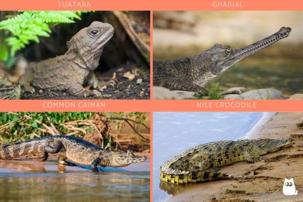 Reptiles carnívoros: serpientes, lagartos y más.