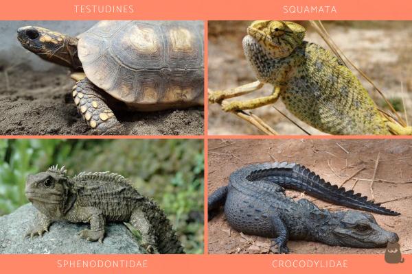 Reptiles Carnívoros - Serpientes, Lagartos y Más - Tipos de reptiles carnívoros