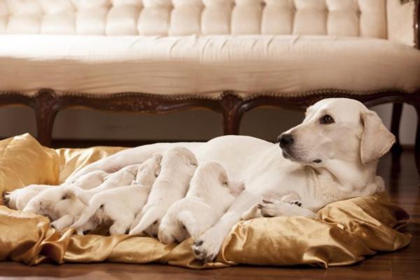 ¿Cuándo entra en celo una perra después de tener cachorros? - ¿Cuándo entra en celo una perra después de tener cachorros?