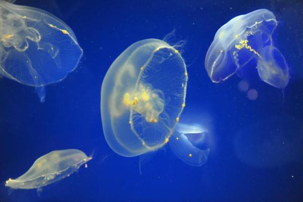¿Qué comen las medusas? - ¿Cómo digieren las medusas a sus presas?