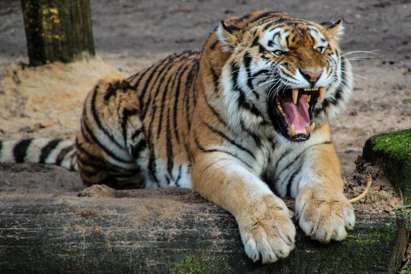 Datos sobre los tigres: subespecies, hábitat y comportamiento: los tigres tienen los caninos más largos