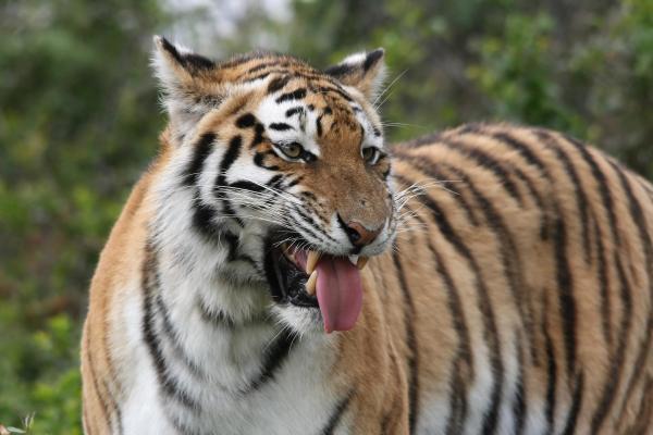Datos sobre los tigres: subespecies, hábitat y comportamiento: los tigres tienen un sentido del olfato muy desarrollado