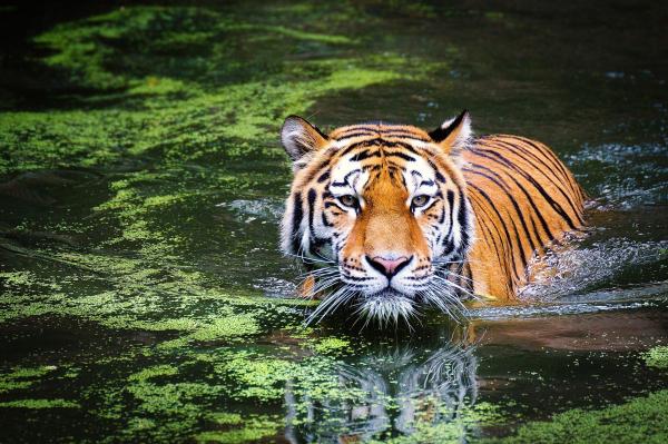 Datos sobre los tigres: subespecies, hábitat y comportamiento: los tigres son excelentes nadadores