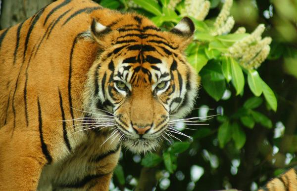Datos sobre los tigres: subespecies, hábitat y comportamiento - Los tigres están en peligro de extinción