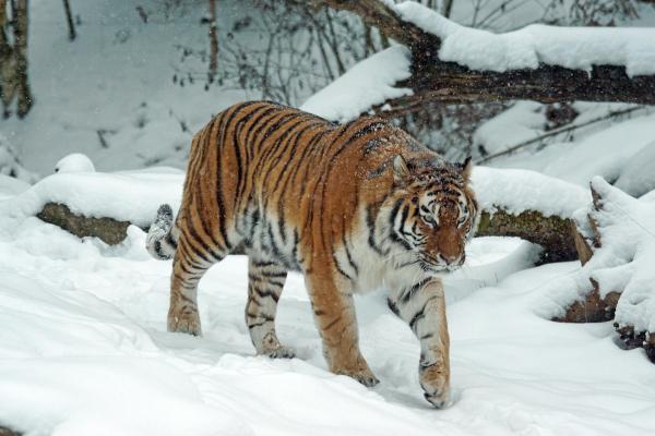 Datos sobre los tigres: subespecies, hábitat y comportamiento: los tigres pueden vivir en diferentes hábitats
