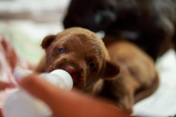 ¿Puedes tocar a los cachorros recién nacidos?  - Cómo manejar a los cachorros recién nacidos