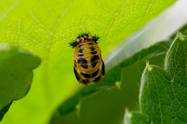 ¿Cuánto tiempo viven las mariquitas? - Etapa de pupa