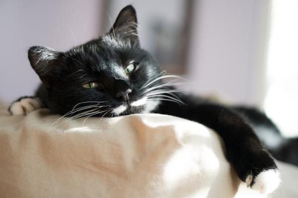 ¿Cuáles son las mejores mascotas para vivir en un apartamento?  - gatos