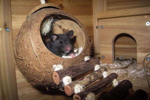 ¿Cuáles son las mejores mascotas para vivir en un apartamento?  - hámsteres