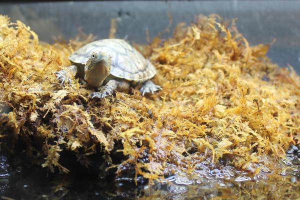 ¿Cuáles son las mejores mascotas para vivir en un apartamento?  - Tortugas